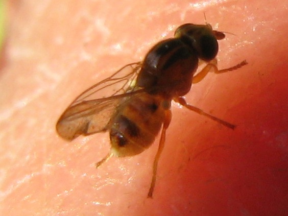 Chloropide: possibile Thaumatomyia notata.